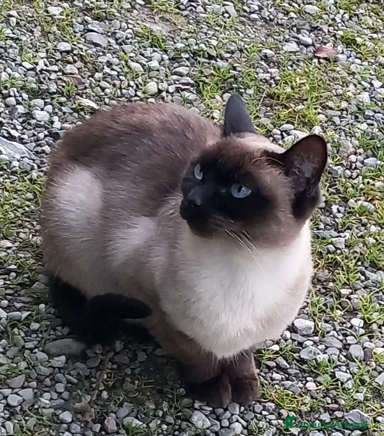 Siamese gatti Bellissimi Thai - Annuncio 9