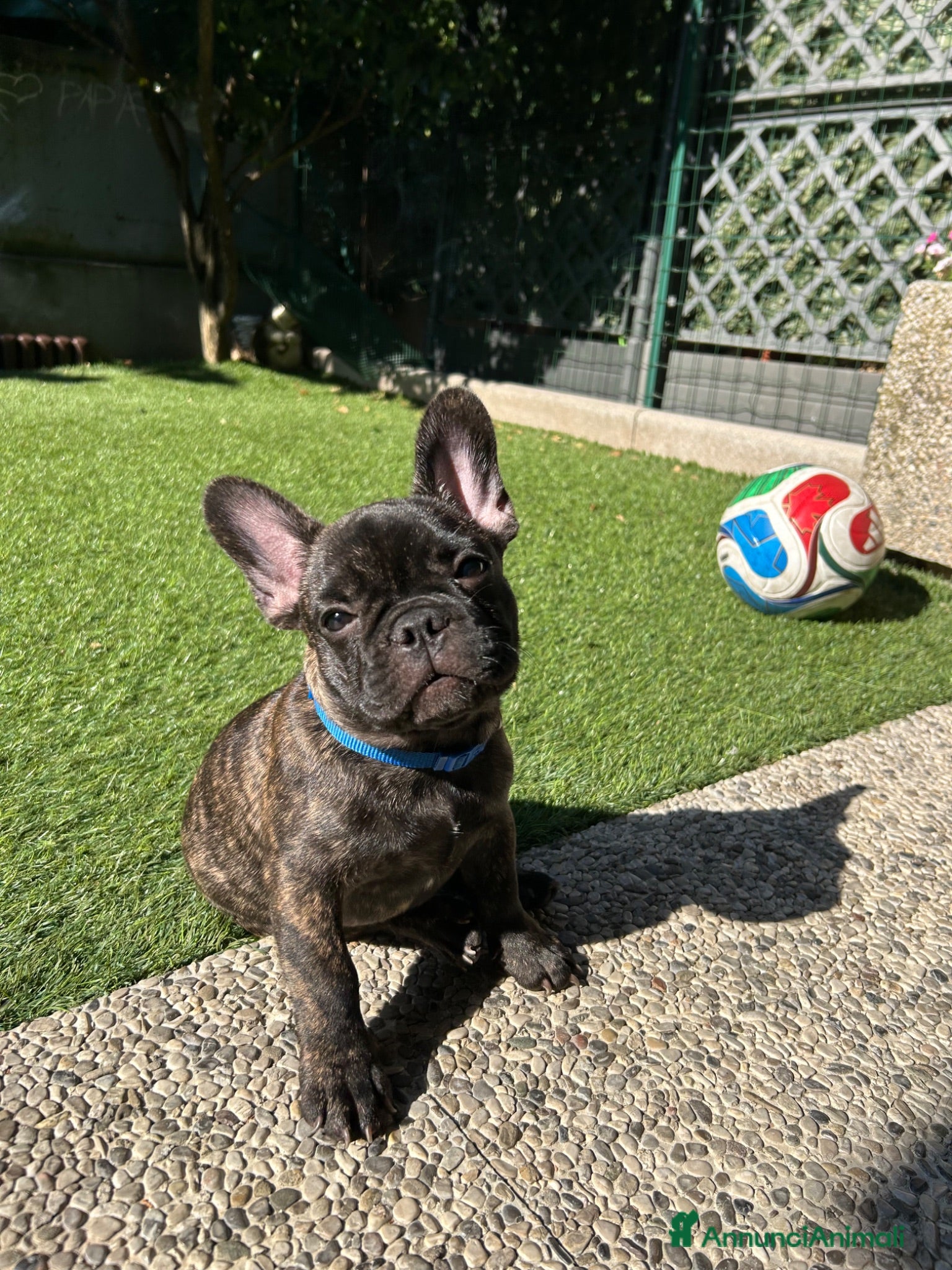 Bulldog Francese cani Maschio bringee bulldog francese  - Annuncio 2