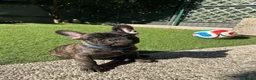 Bulldog Francese cani in vendita: Maschio bringee bulldog francese  - Annuncio 1