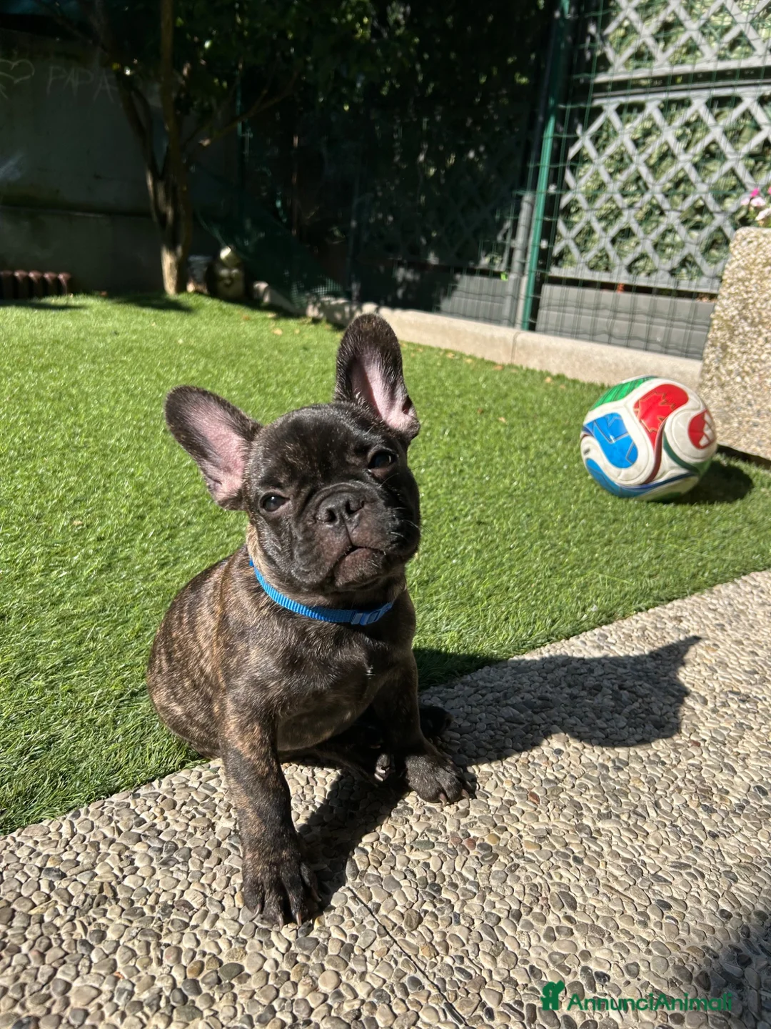 Bulldog Francese cani in vendita: Maschio bringee bulldog francese  - Annuncio 1