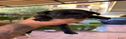 Bulldog Francese cani in vendita: Bulldog Francese a Provincia di Treviso - Annuncio 4
