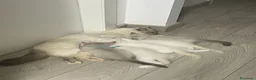 Siberiano gatti in vendita: Gattini Siberiani disponibili ad agosto a Città Metropolitana di Bologna - Annuncio 2