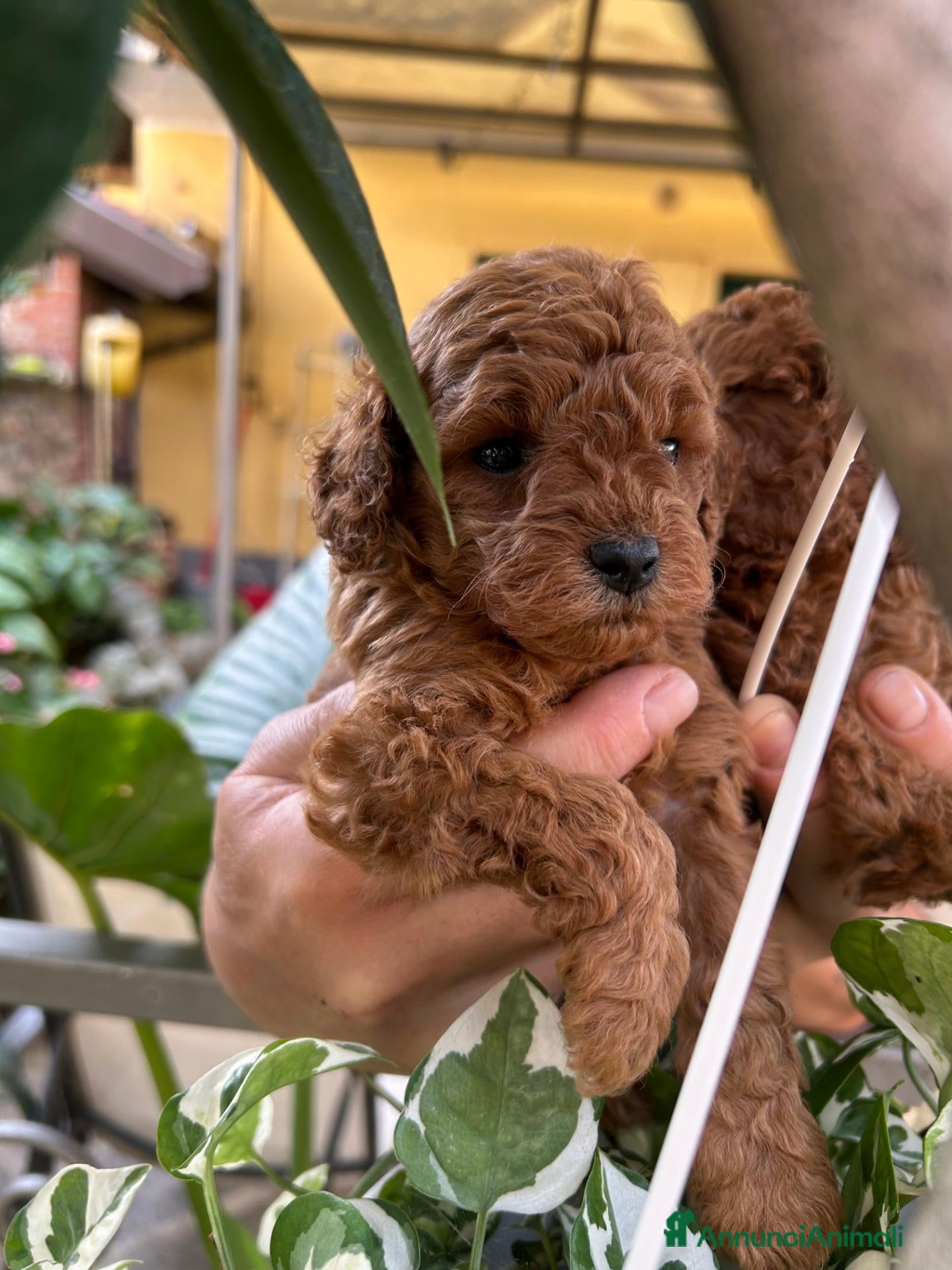 Barboncino cani Barboncini fulvi toy e nani con Pedigree - Annuncio 4