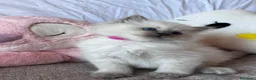 Ragdoll gatti in vendita: Cuccioli Ragdoll disponibili a Città metropolitana di Messina - Annuncio 4