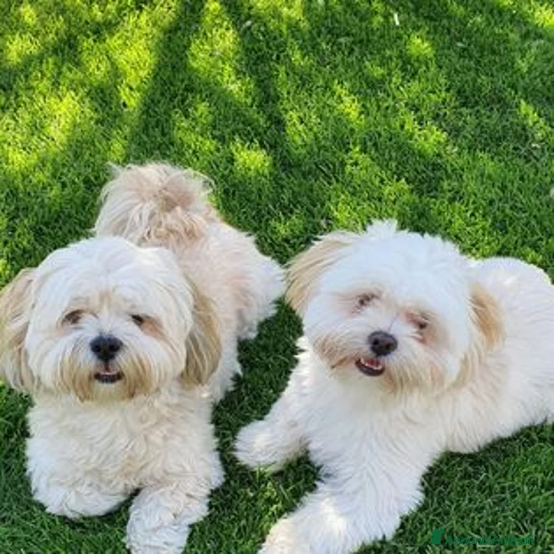 Immagine della galleria {{count}}