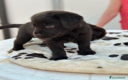 Labrador cani in vendita: Labrador choccolat cuccioli  a Provincia di Treviso - Immagine 6