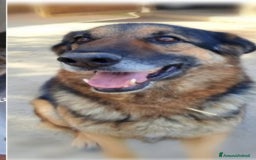 Pastore Tedesco cani in regalo: Pastore Tedesco 9anni sopravvissuto!!SICILIA  a Città metropolitana di Milano - Immagine 1