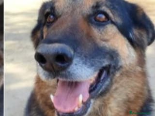 Pastore Tedesco cani Pastore Tedesco 9anni sopravvissuto!!SICILIA a Città metropolitana di Milano - Annuncio 2