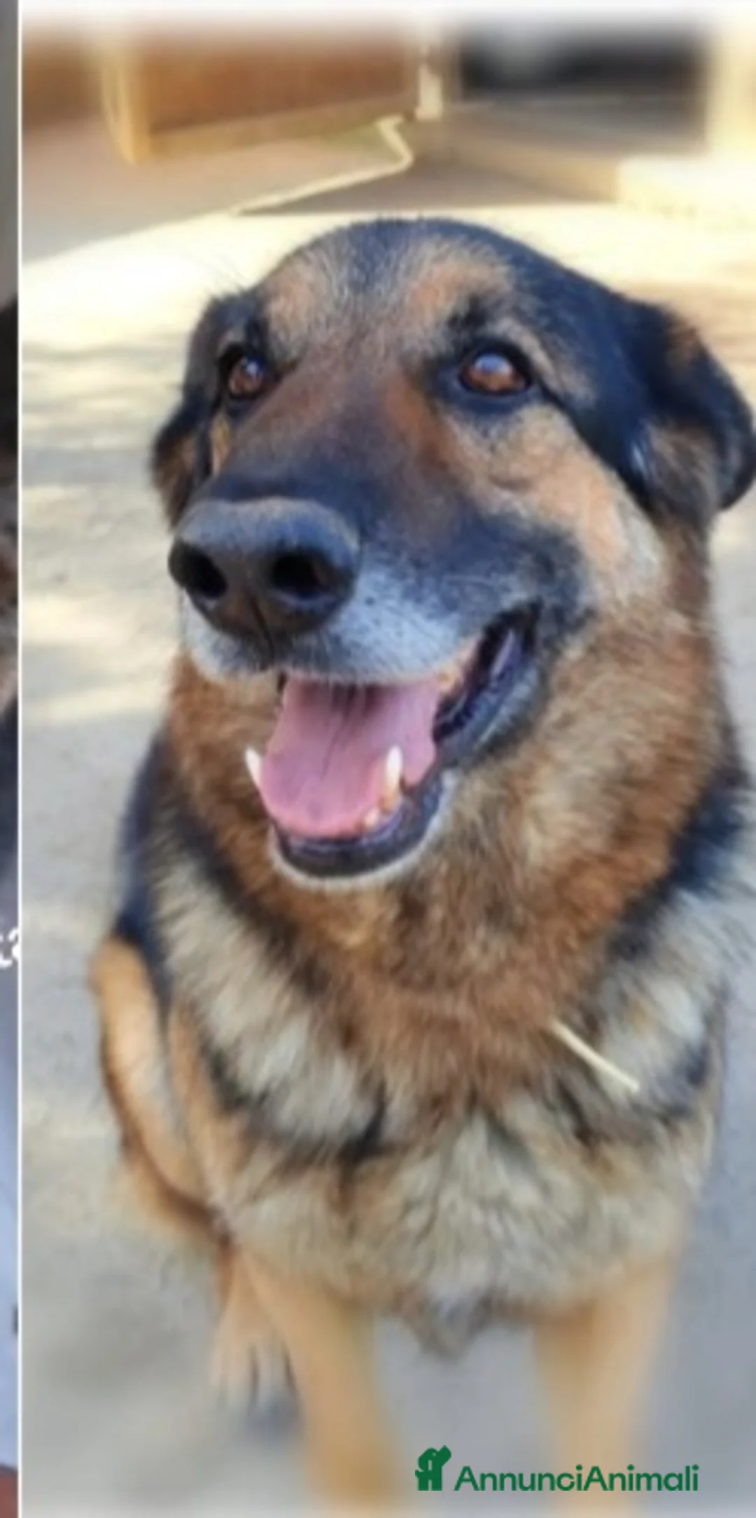 Pastore Tedesco cani in regalo: Pastore Tedesco 9anni sopravvissuto!!SICILIA  a Città metropolitana di Milano - Annuncio 1