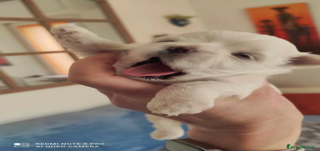 Immagine della galleria {{count}}