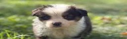 Australian Shepherd cani in vendita: cuccioli di pastore australiano - Annuncio 3