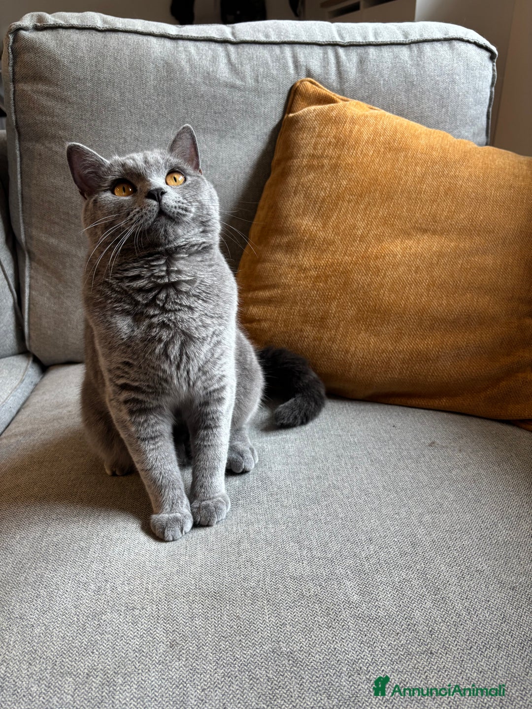 Scottish gatti in vendita: GATTINI SCOTTISH STRAIGHT  - Annuncio 3