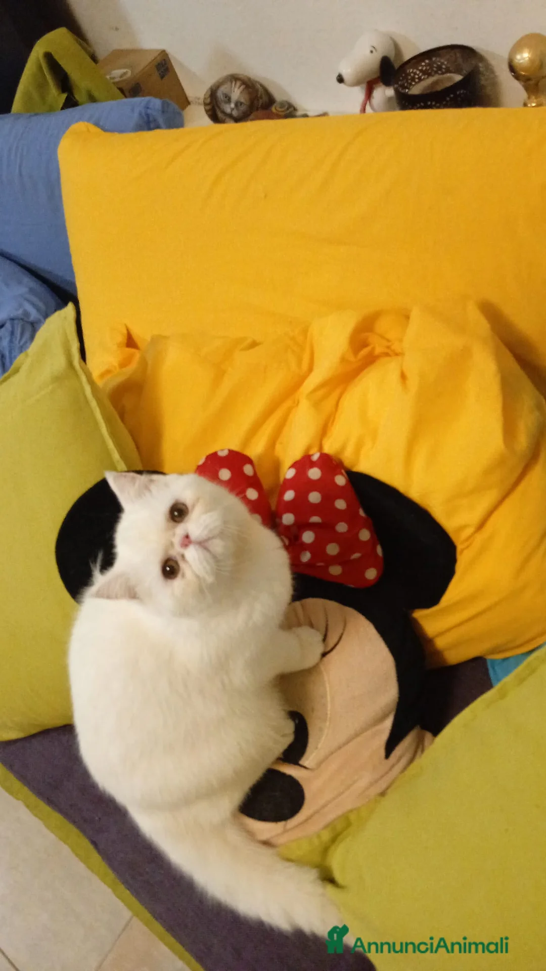 Exotic Shorthair gatti in vendita: gatto exotic short hair - Annuncio 1