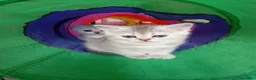 Scottish gatti in vendita: Cucciola di scottish straight  - Annuncio 2