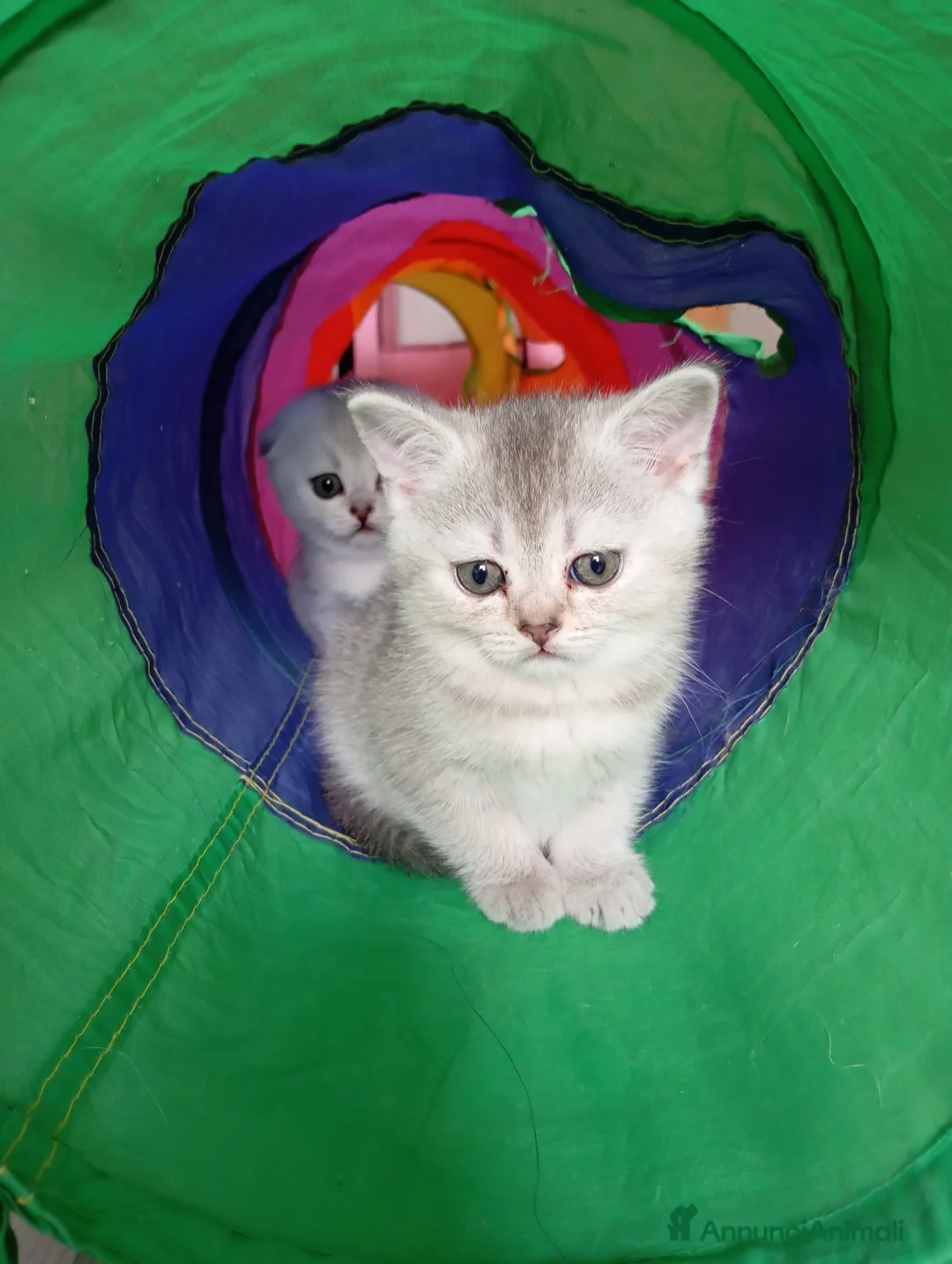 Scottish gatti in vendita: Cucciola di scottish straight  - Annuncio 2