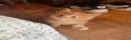 Maine Coon gatti in vendita: Cuccioli Maine Coon - Annuncio 9