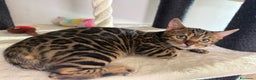 Bengala gatti in vendita: Gattina bengala brown spotted tabby  - Annuncio 7