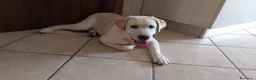 Labrador cani per accoppiamento: Labrador, giovane maschio per accoppiamento  a Provincia di Avellino - Annuncio 4