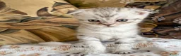 Scottish gatti in vendita: Cuccioli Scottish Fold e Straight con Pedigree - Annuncio 29