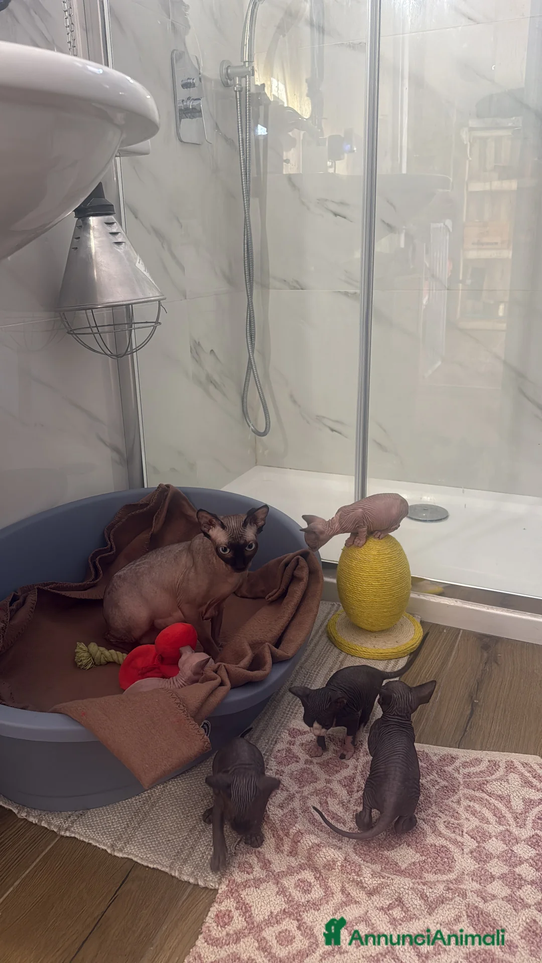 Sphynx gatti in vendita: Cuccioli di Sphynx a Provincia di Cuneo - Annuncio 2