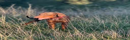 Dobermann cani in vendita: Dobermann maschio marrone fiammato a Provincia di Lecco - Annuncio 6