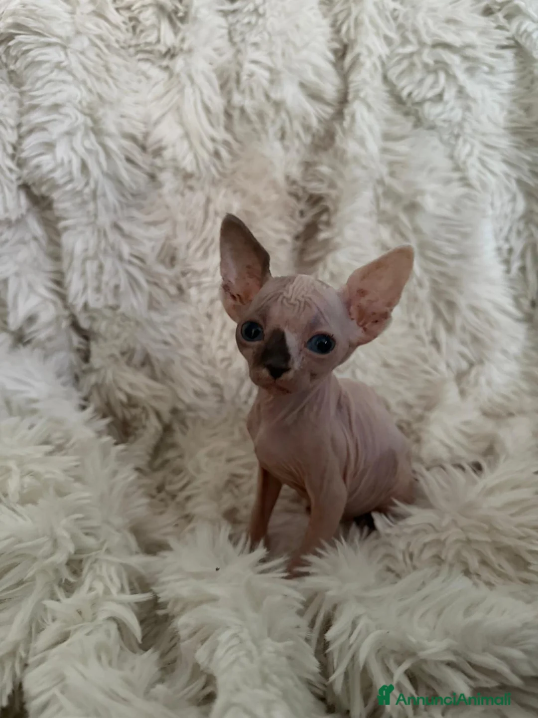 Sphynx gatti in vendita: Sphynx gatto nudo - Annuncio 2