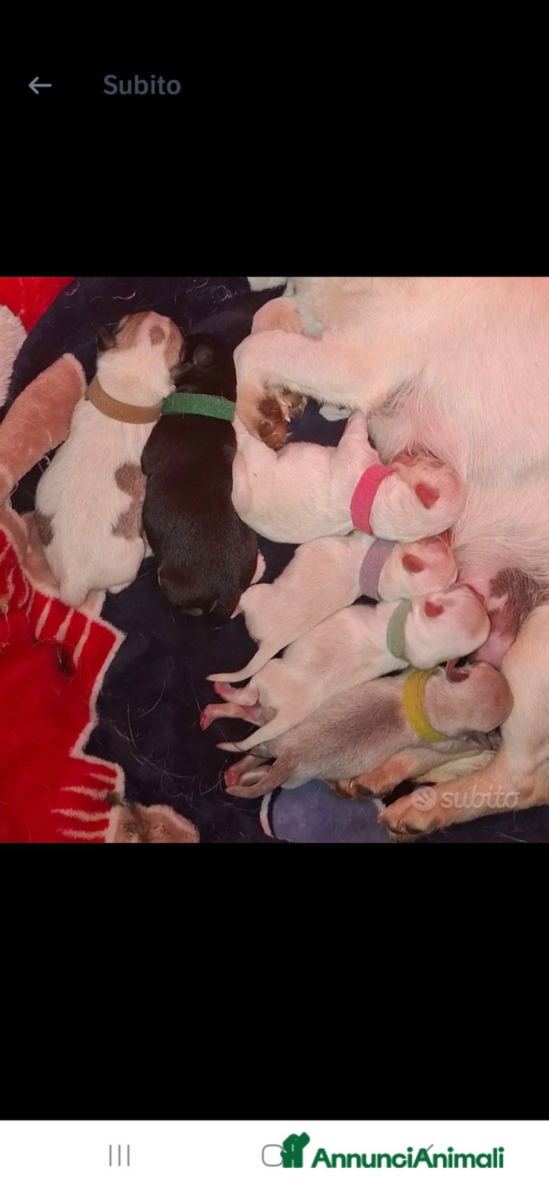 Chihuahua cani in vendita: Chihuahua femmina  a Città metropolitana di Roma Capitale - Immagine 4