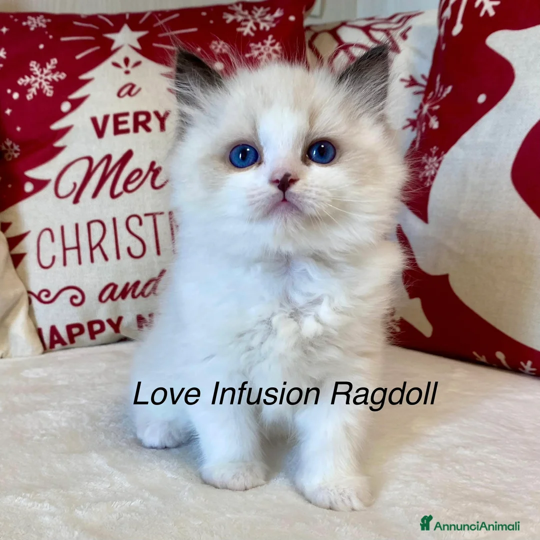 Ragdoll gatti in vendita: Cuccioli ragdoll con Pedigree  - Annuncio 3