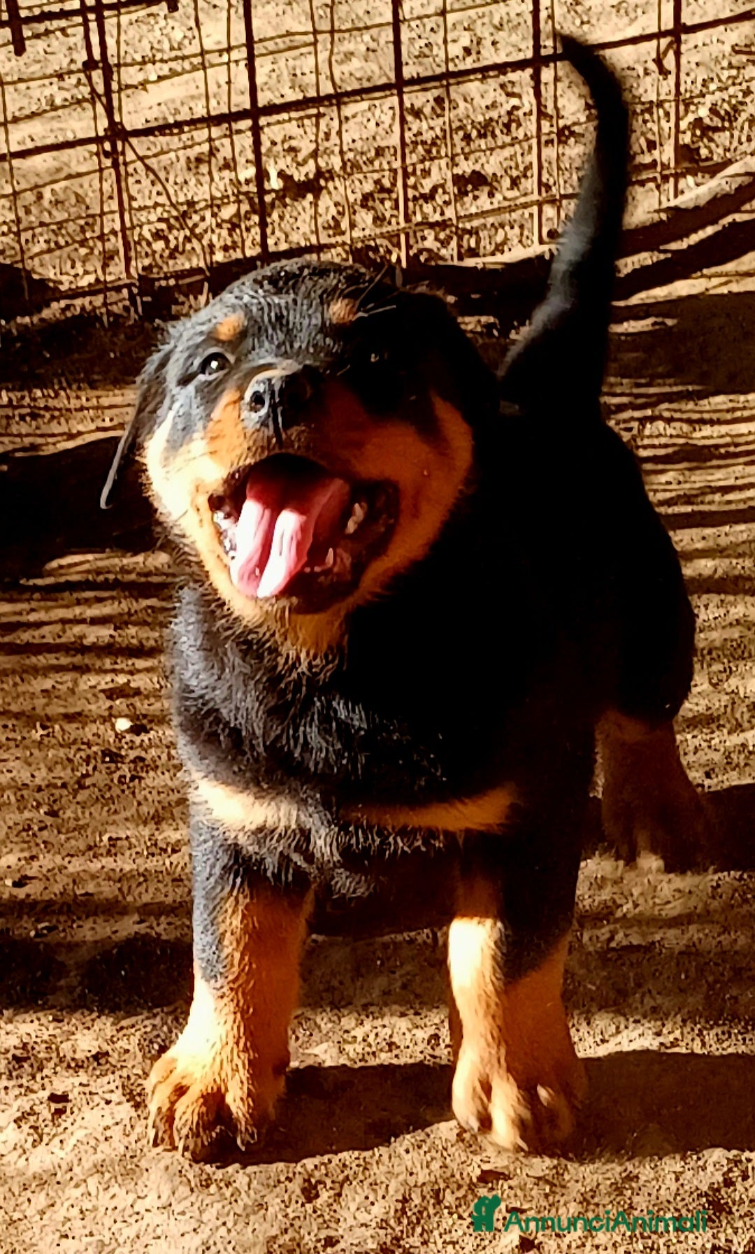 Rottweiler cani in vendita: Disponibili cuccioli Rottweiler  - Annuncio 4