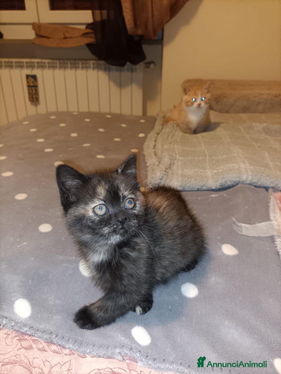 British gatti in vendita: British shorthair  - Annuncio 4