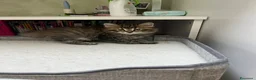 Siberiano gatti in vendita: Cucciolo gatto siberiano pedigree ENFI  - Annuncio 5