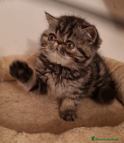 Exotic Shorthair gatti - Annuncio 2