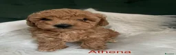 Barboncino Toy cani in vendita: Tre adorabili barboncini toy - Annuncio 5