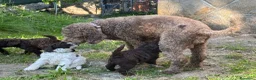 Lagotto cani in vendita: Cuccioli di Lagotto romagnolo a Provincia di Piacenza - Annuncio 1
