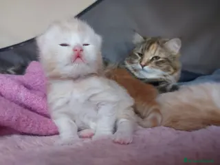 Siberiano gatti Cuccioli di gatto Siberiano Certificati - Annuncio 4