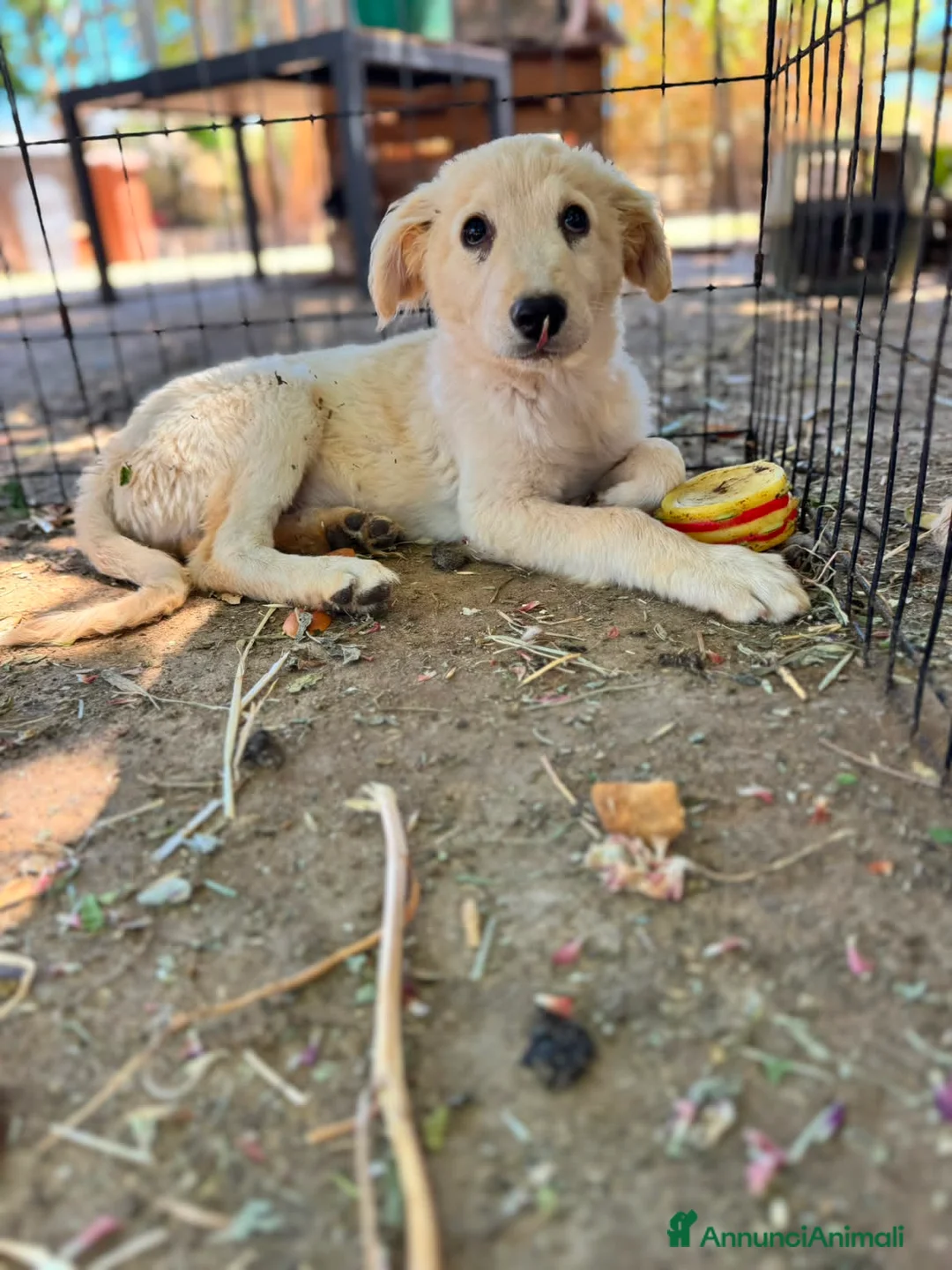 Meticcio cani in regalo: MASHA, ORSO, LIMONE, FRAGOLA, FIFI E LEONARDO - Annuncio 2