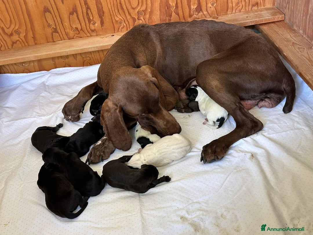 Meticcio cani in regalo: Paco, 3 mesi  - Annuncio 3