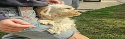 Meticcio cani in regalo: Romina: cucciolotta taglia piccola socievole  - Annuncio 4