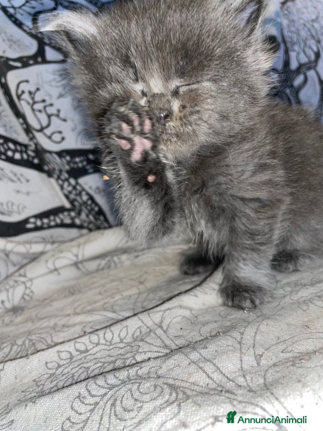 Maine Coon gatti in vendita: Mainecoon - Annuncio 24