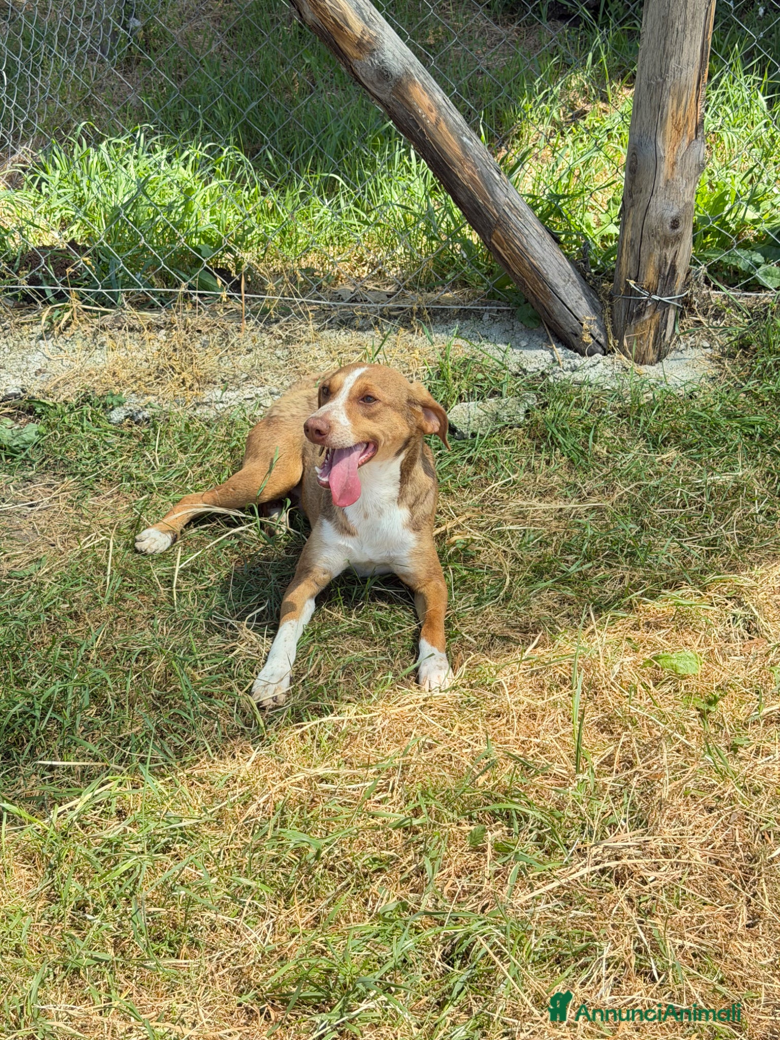 Meticcio cani Pino maschio  - Annuncio 3