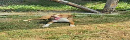 Meticcio cani in regalo: Pino maschio  a Provincia di Verona - Annuncio 1