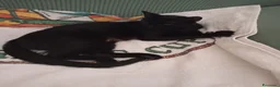 Europeo gatti in regalo: Nerina cerca nuova casa  - Annuncio 3