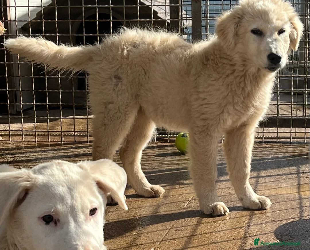 Pastore Maremmano cani in regalo: Zara cerca famiglia - Annuncio 7