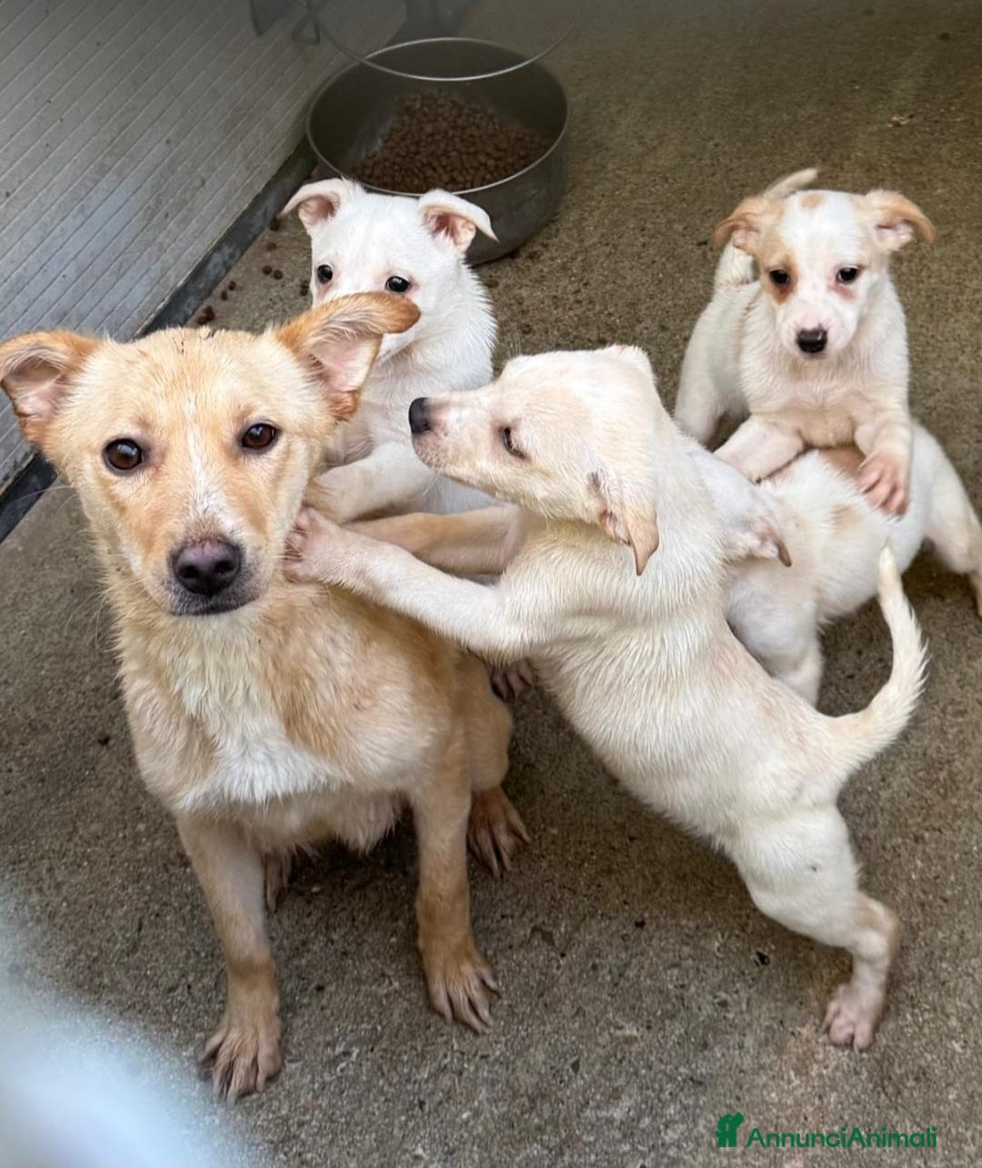 Meticcio cani Mamma e cuccioli nati in canile! SOS CALABRIA - Annuncio 11