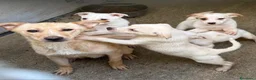 Meticcio cani in regalo: Mamma e cuccioli nati in canile! SOS CALABRIA - Annuncio 1