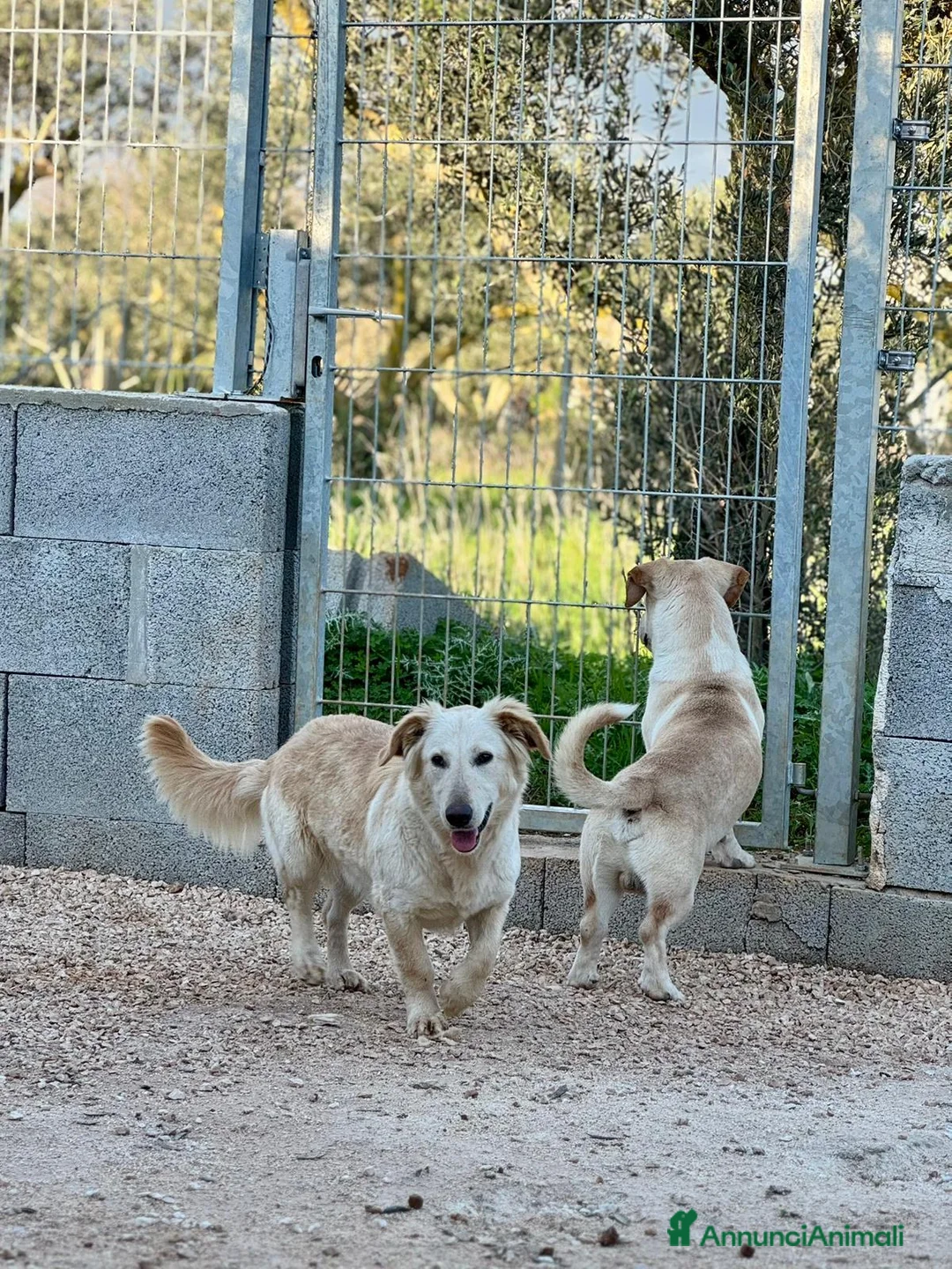 Altre razze cani in regalo: thelma e louise - Annuncio 2