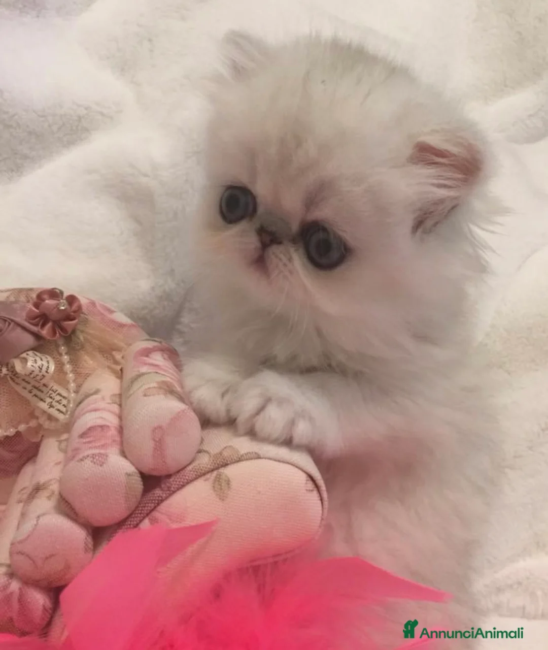 Immagine della galleria {{count}}