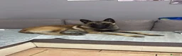 Pastore Belga cani per accoppiamento: Pastore belga malinois a Città Metropolitana di Torino - Annuncio 5