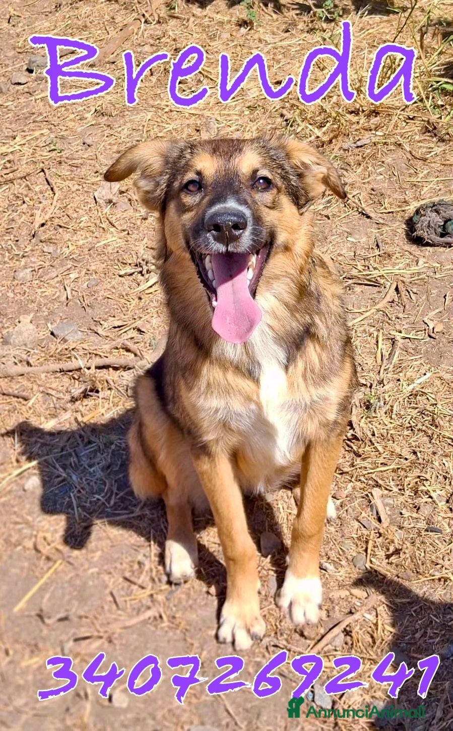 Meticcio cani BRENDA 🩷 -cucciola dolcissima, affettuosa, solare - Annuncio 28