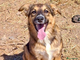 Meticcio cani BRENDA 🩷 -cucciola dolcissima, affettuosa, solare - Annuncio 21